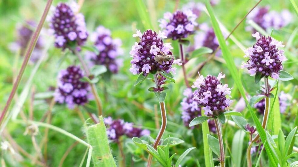Βότανο θυμάρι για μεγέθυνση πέους
