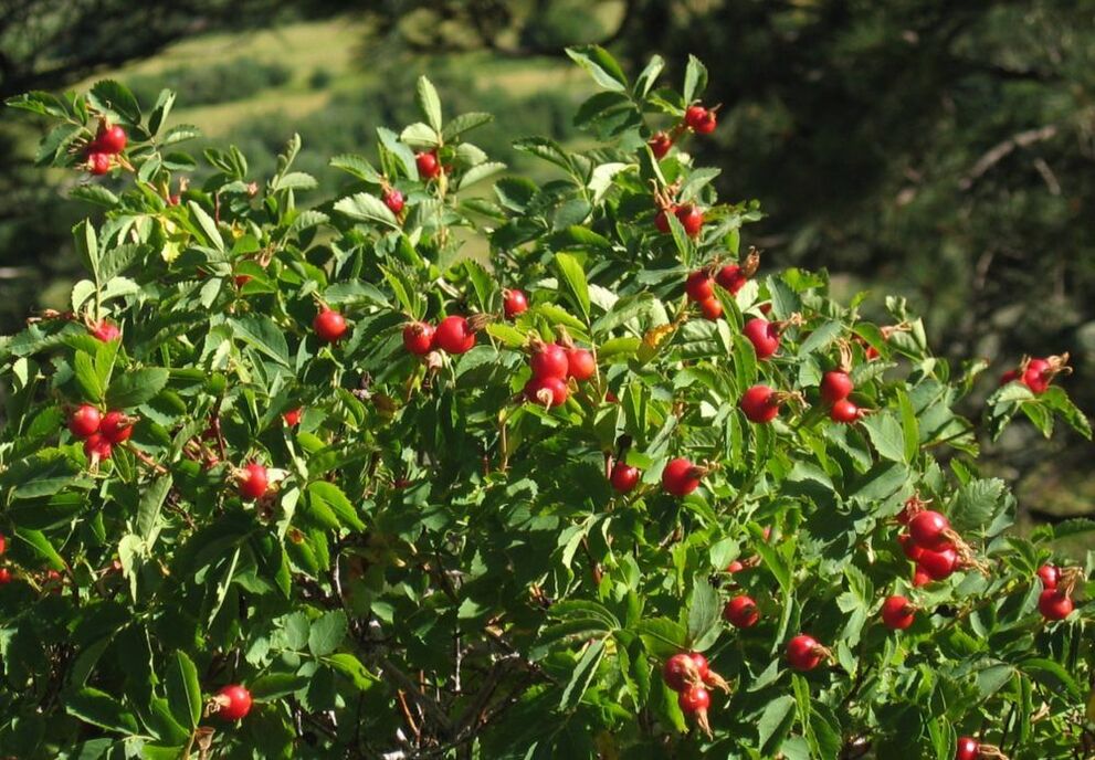 Τριαντάφυλλο για μεγέθυνση πέους